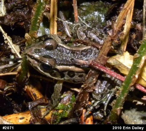 Pickerel Frog