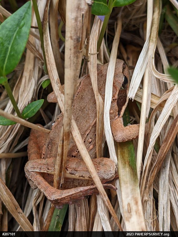 Wood Frog