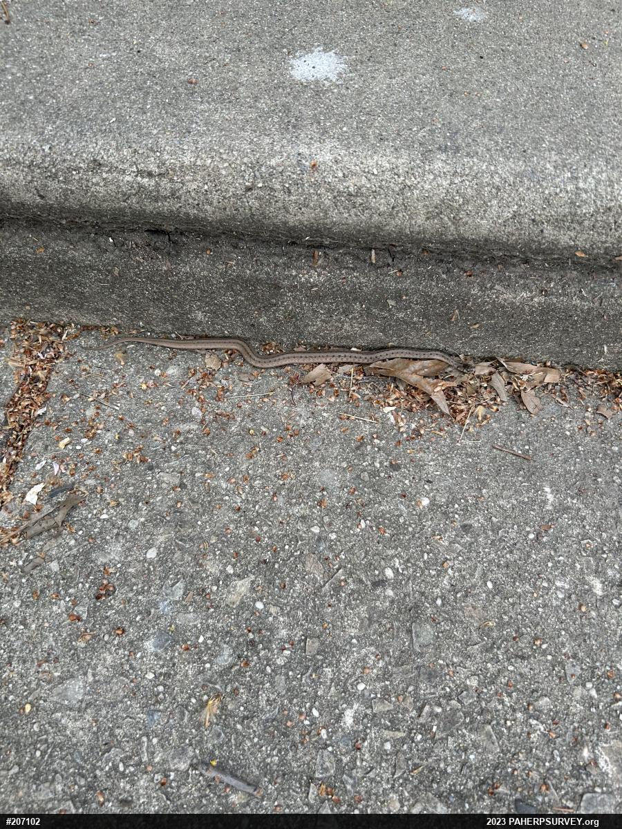 Dekay's Brownsnake