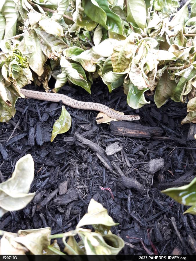 Dekay's Brownsnake