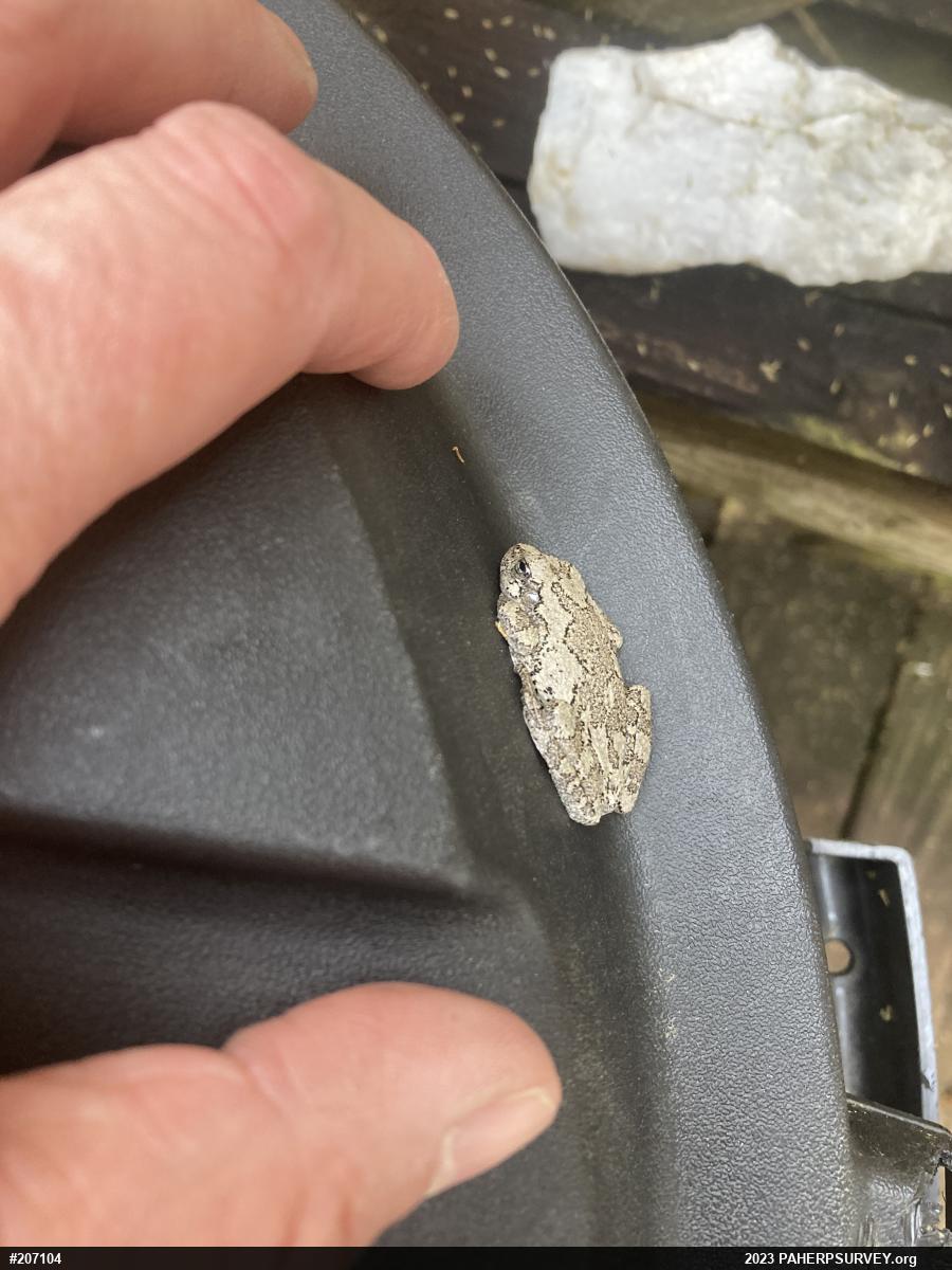 Unknown Gray Treefrog