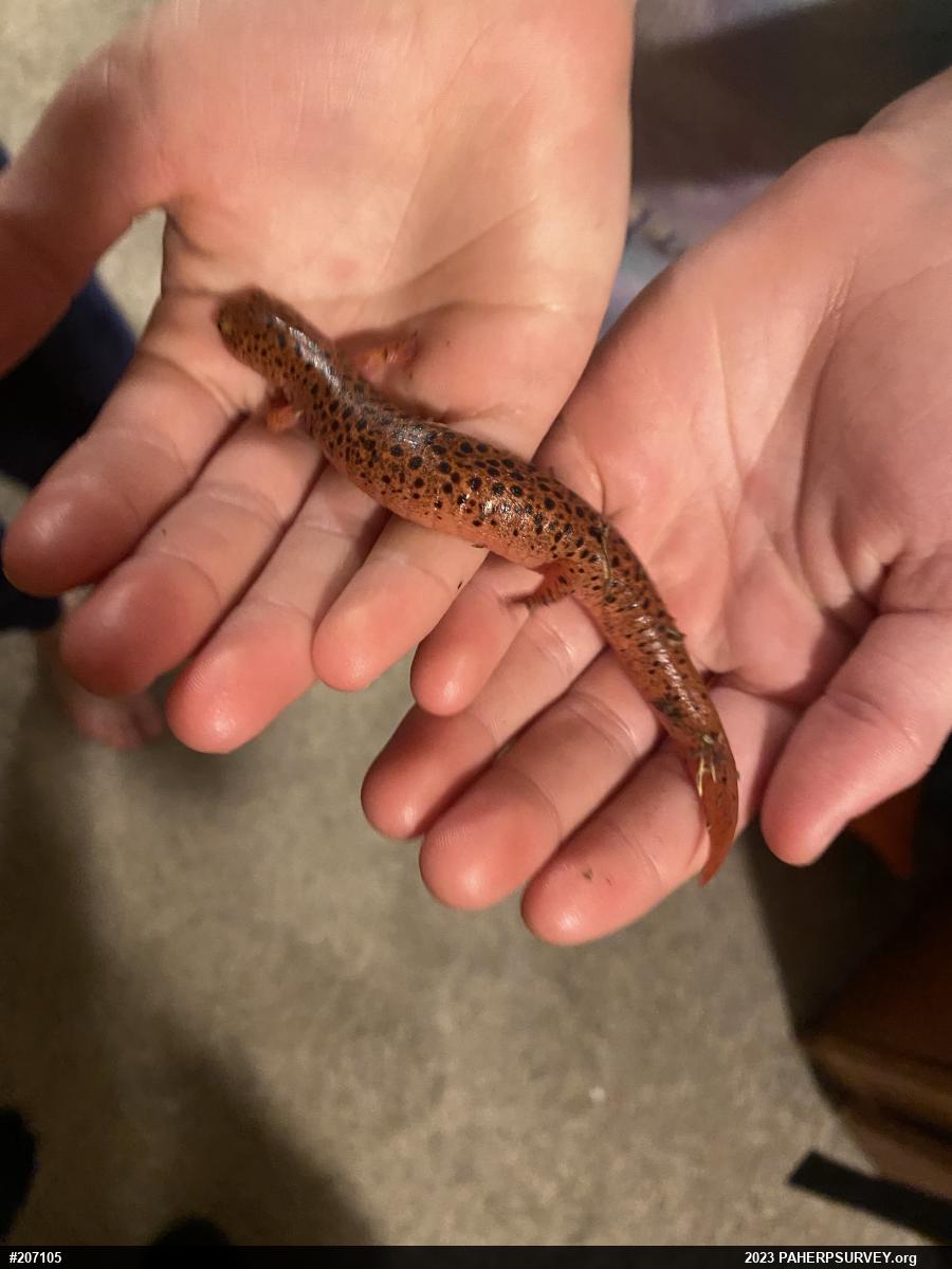 Northern Red Salamander