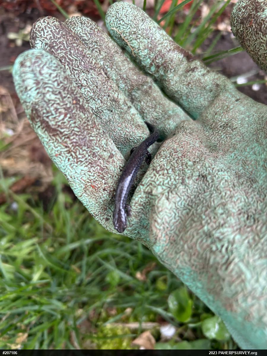 Northern Ravine Salamander