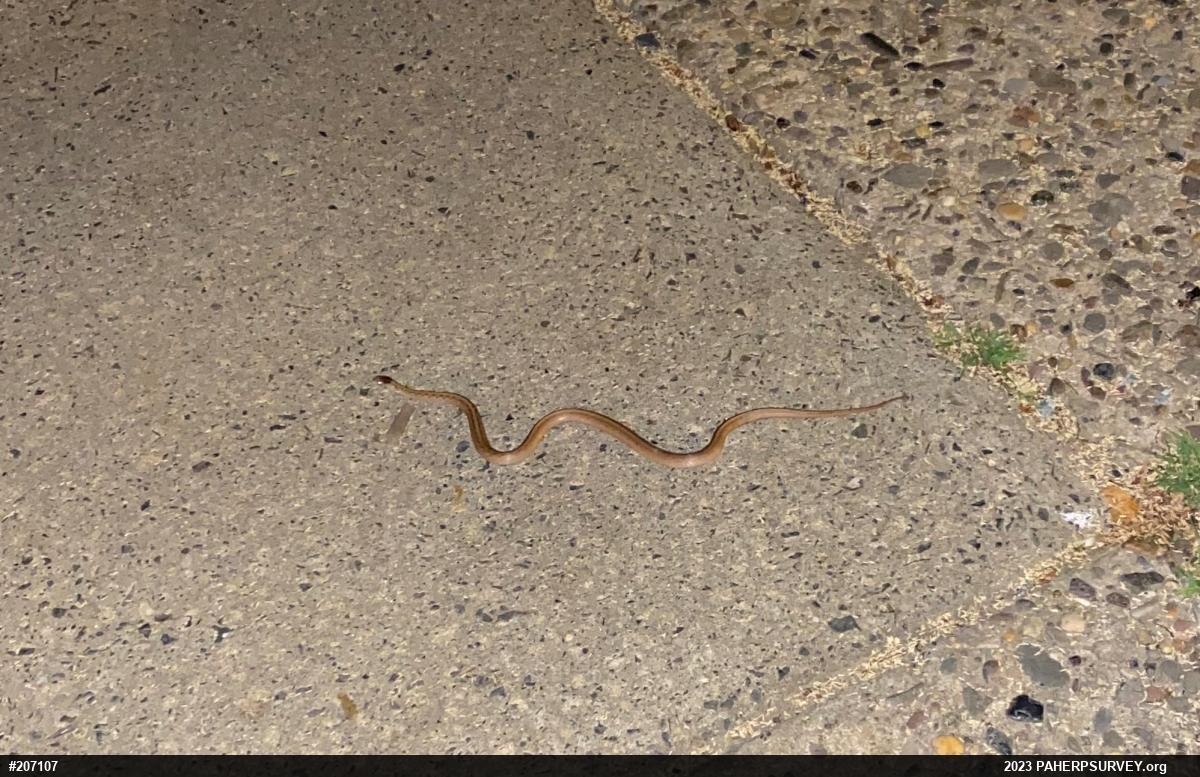 Dekay's Brownsnake