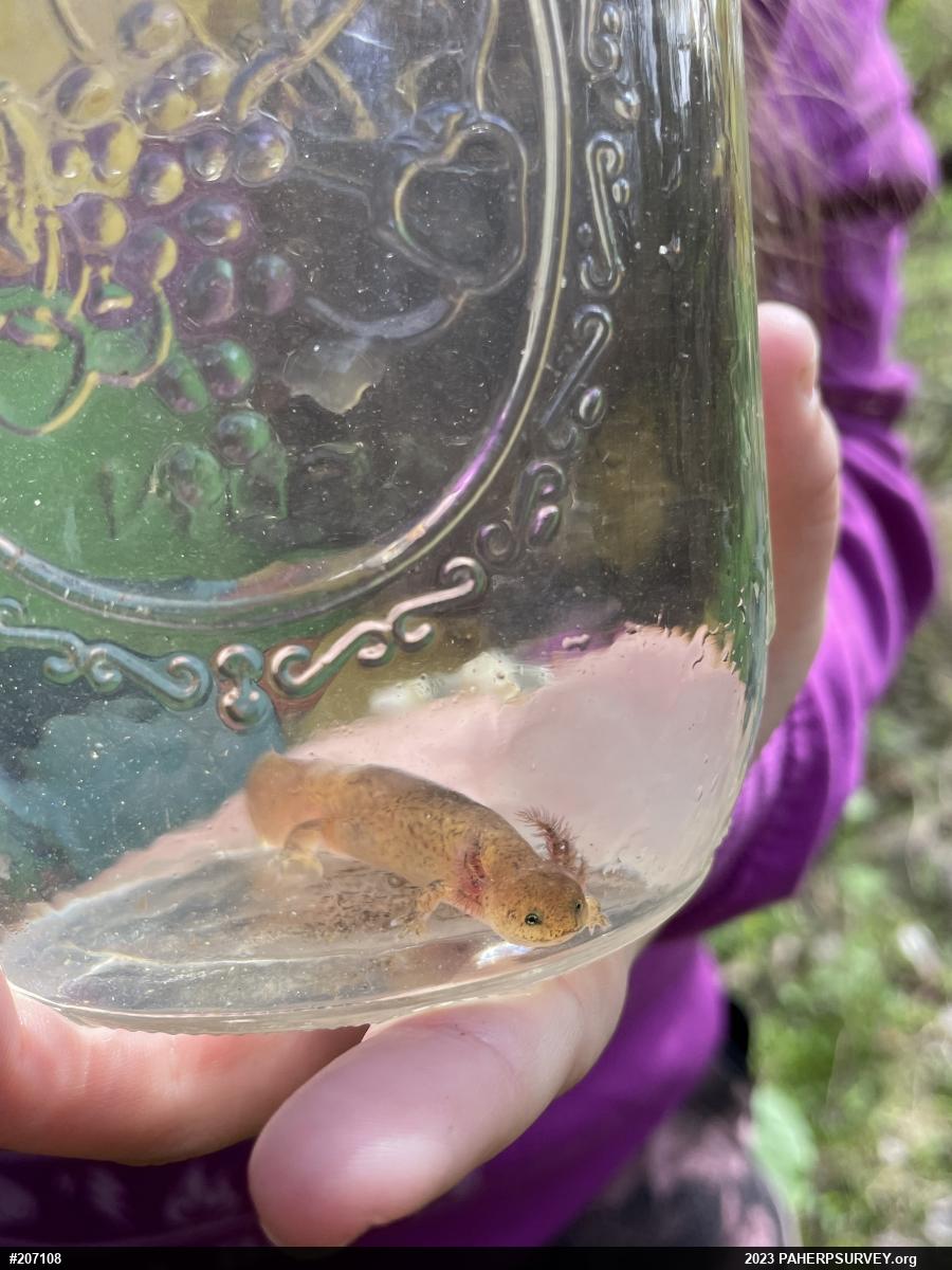 Northern Red Salamander