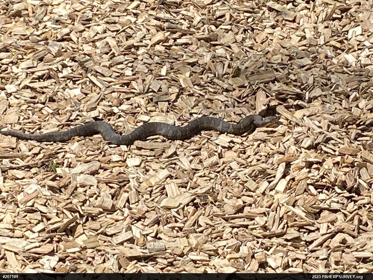 Northern Watersnake