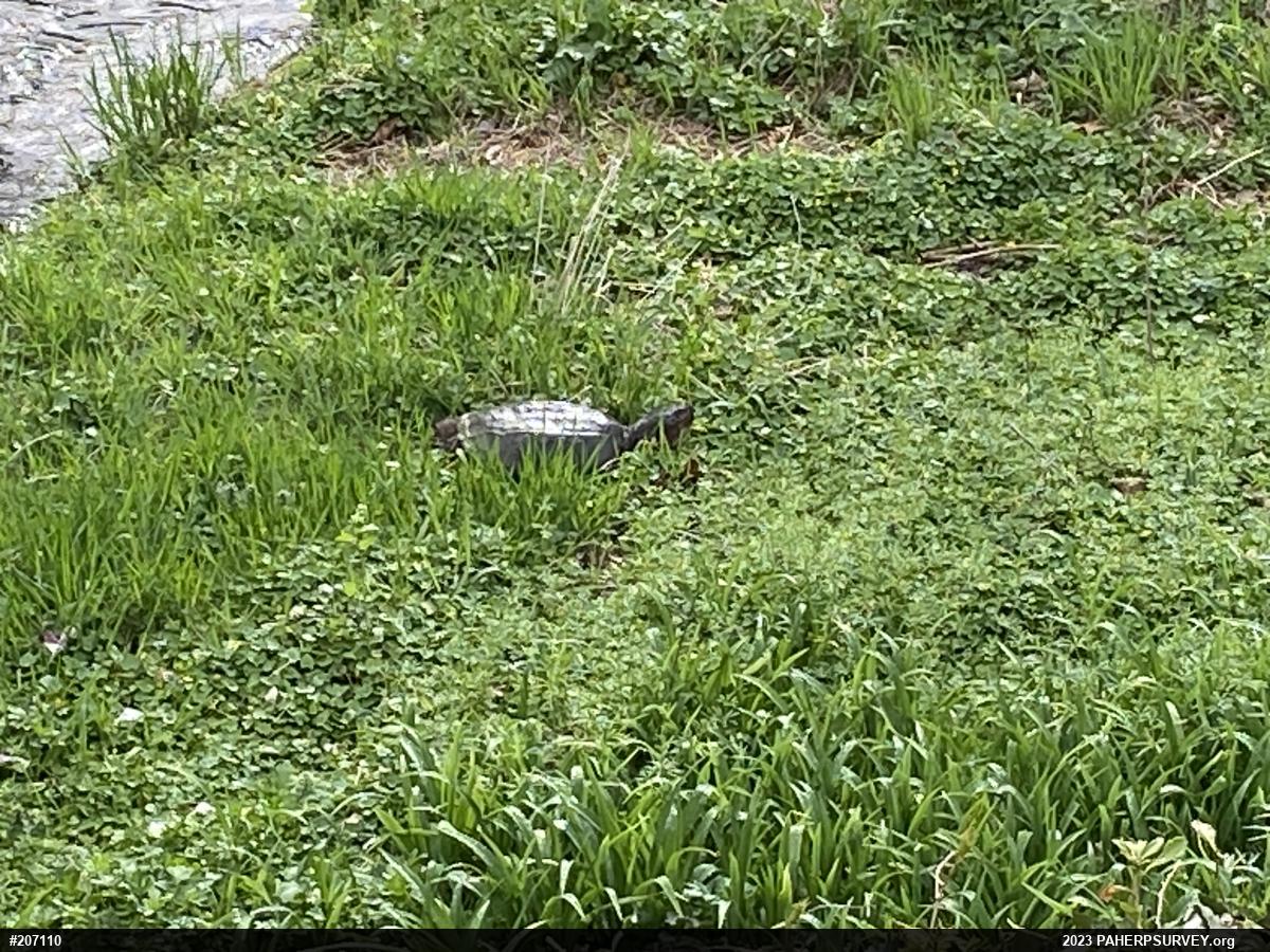 Snapping Turtle
