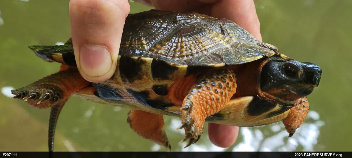 Wood Turtle