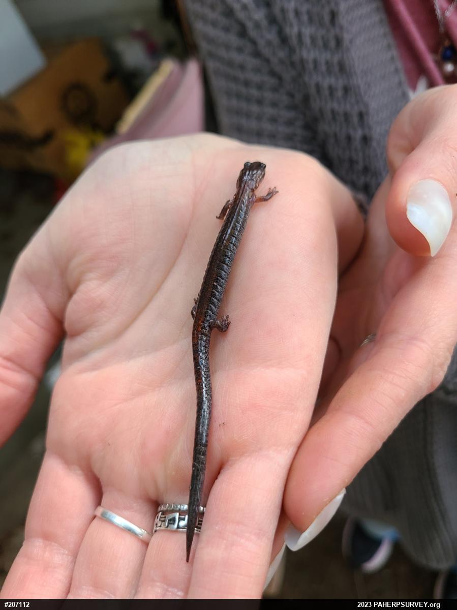 Eastern Red-backed  Salamander