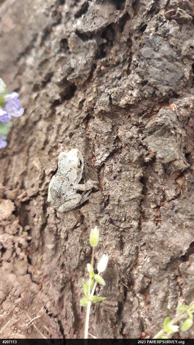 Unknown Gray Treefrog