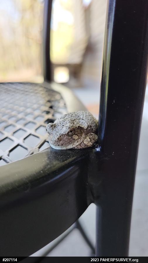 Unknown Gray Treefrog