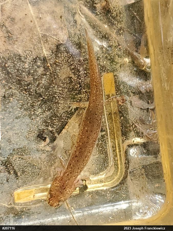 Northern Red Salamander