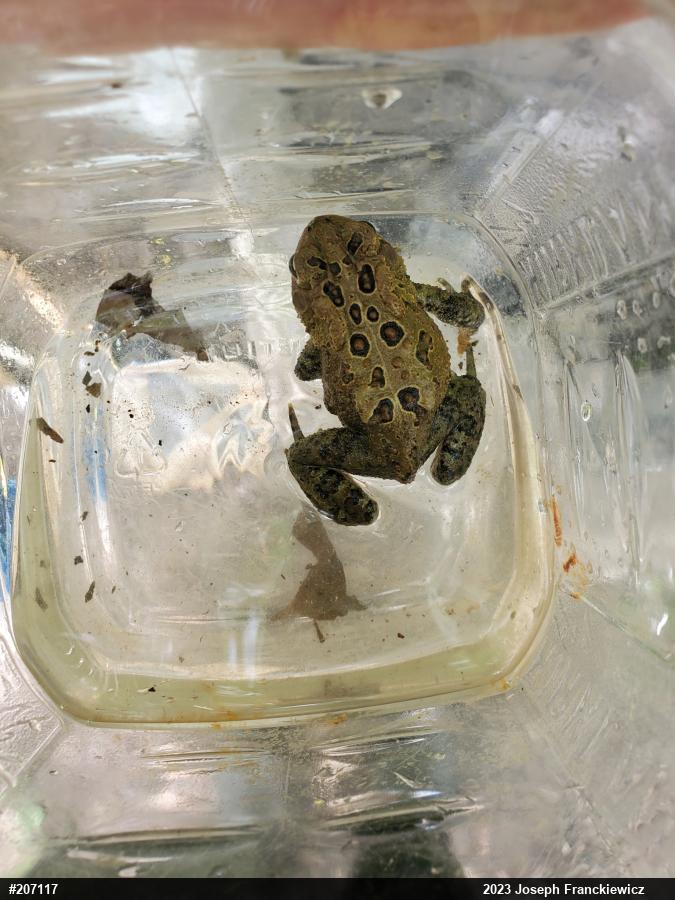 Eastern American Toad
