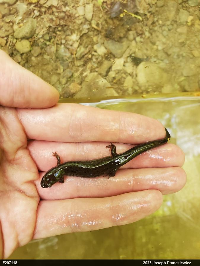 Northern Dusky Salamander