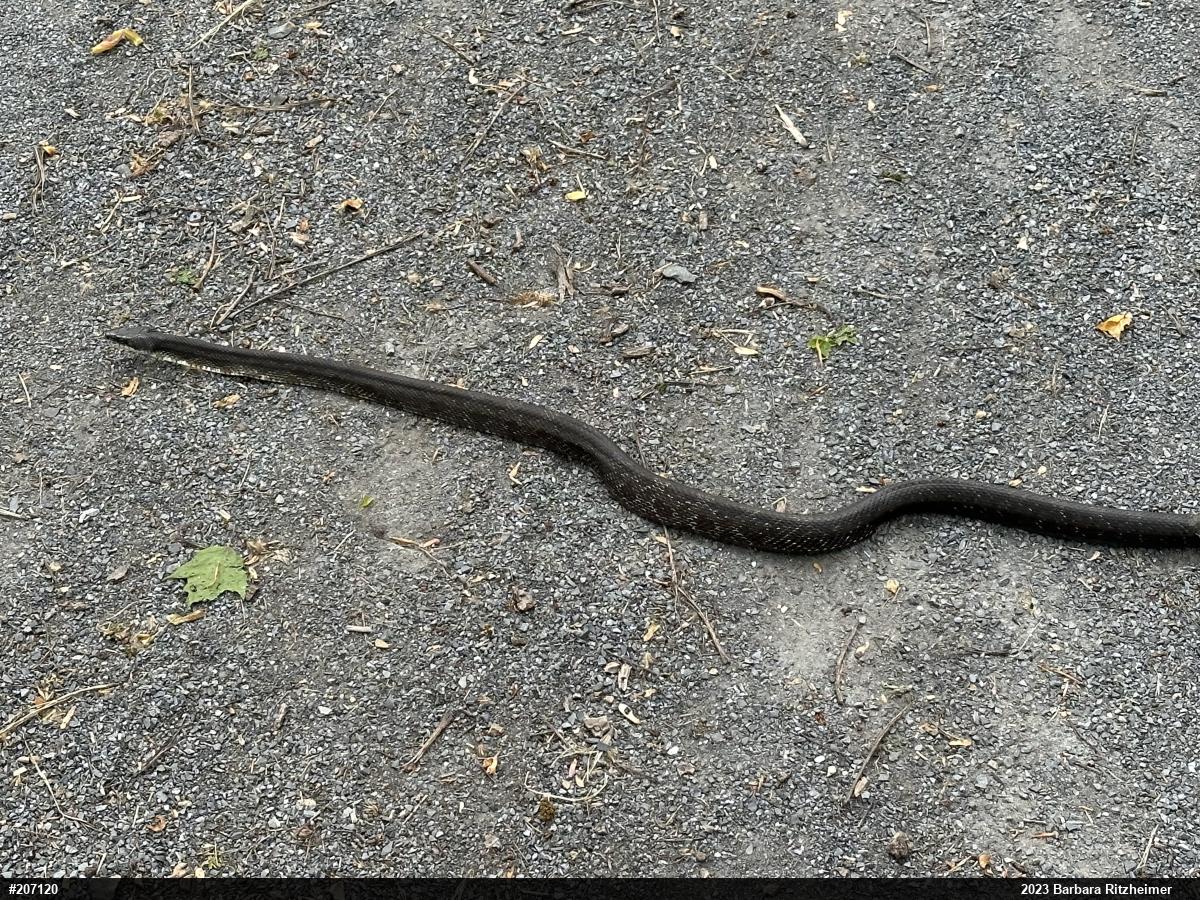 Eastern Ratsnake