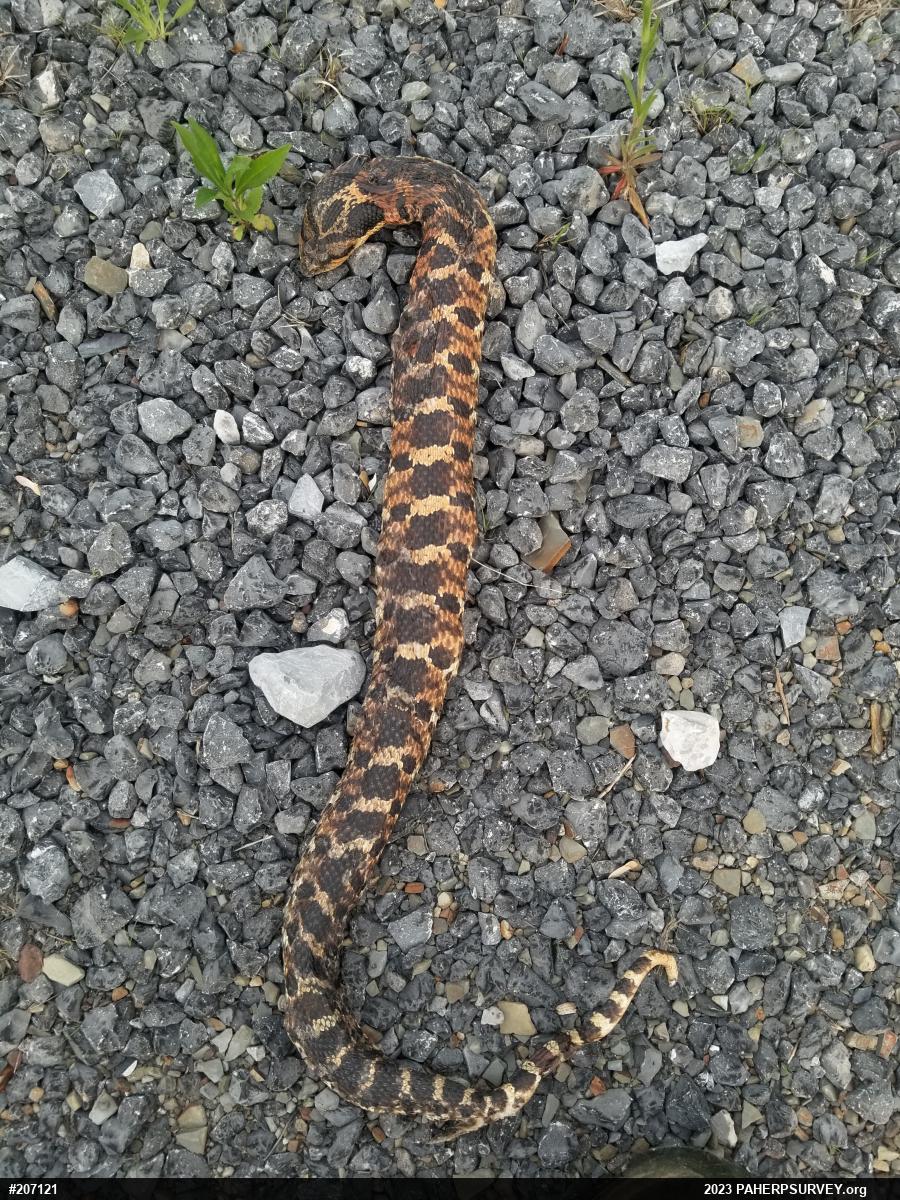 Eastern Hog-nosed Snake
