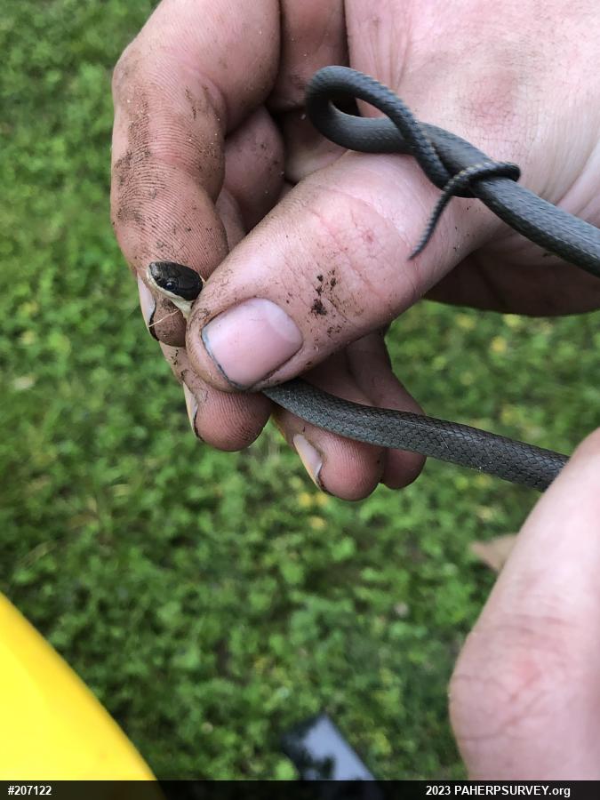 Northern Ring-necked Snake