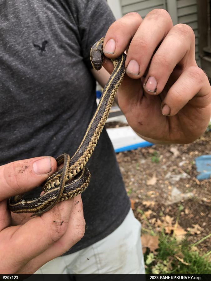 Eastern Gartersnake