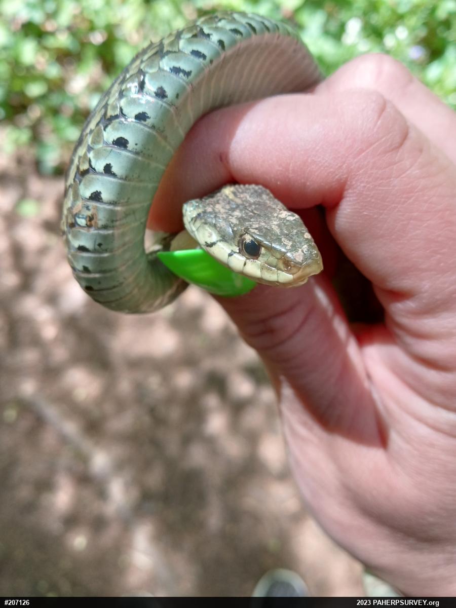 Eastern Gartersnake