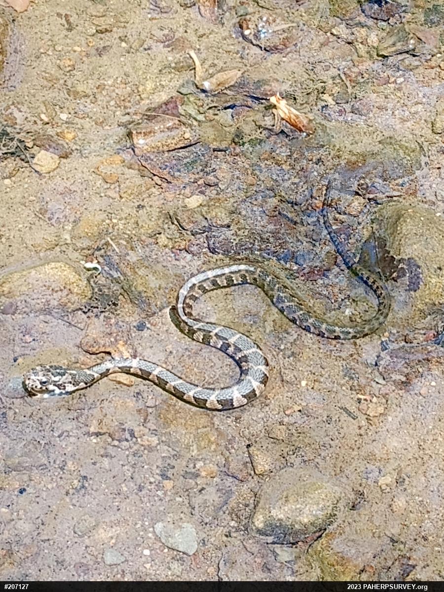 Northern Watersnake
