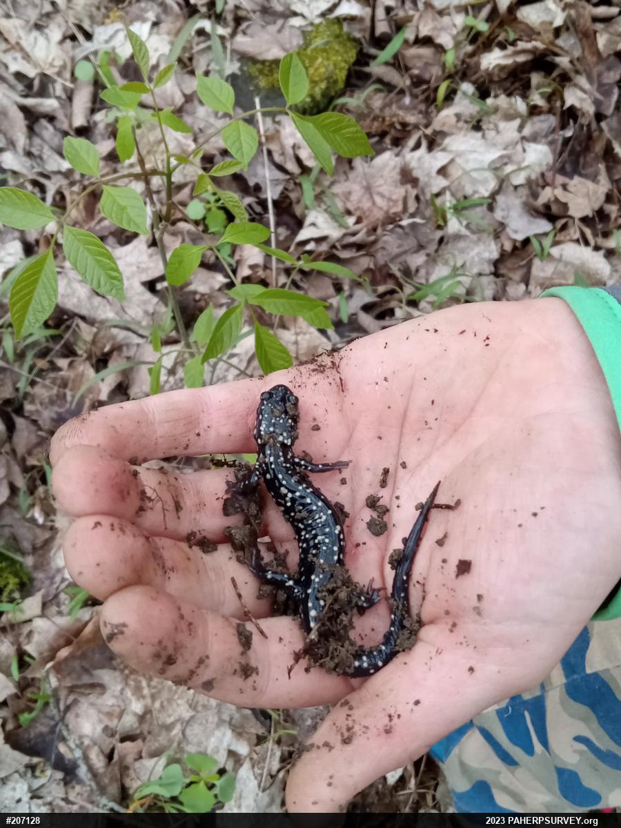 Northern Slimy Salamander