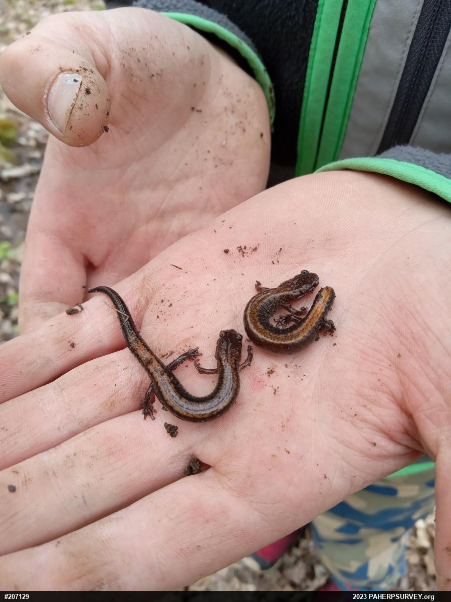 Eastern Red-backed  Salamander