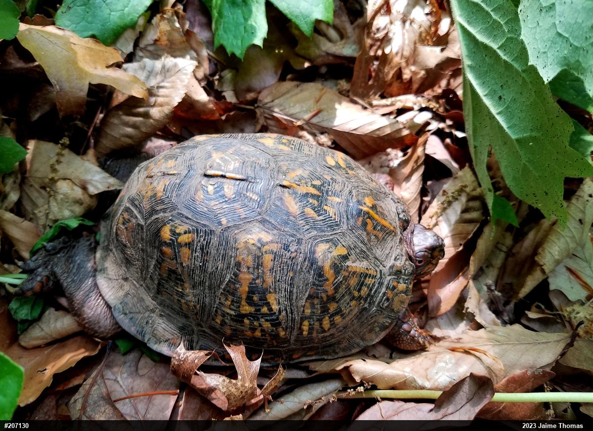 Eastern Box Turtle