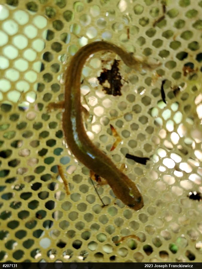 Northern Spring Salamander