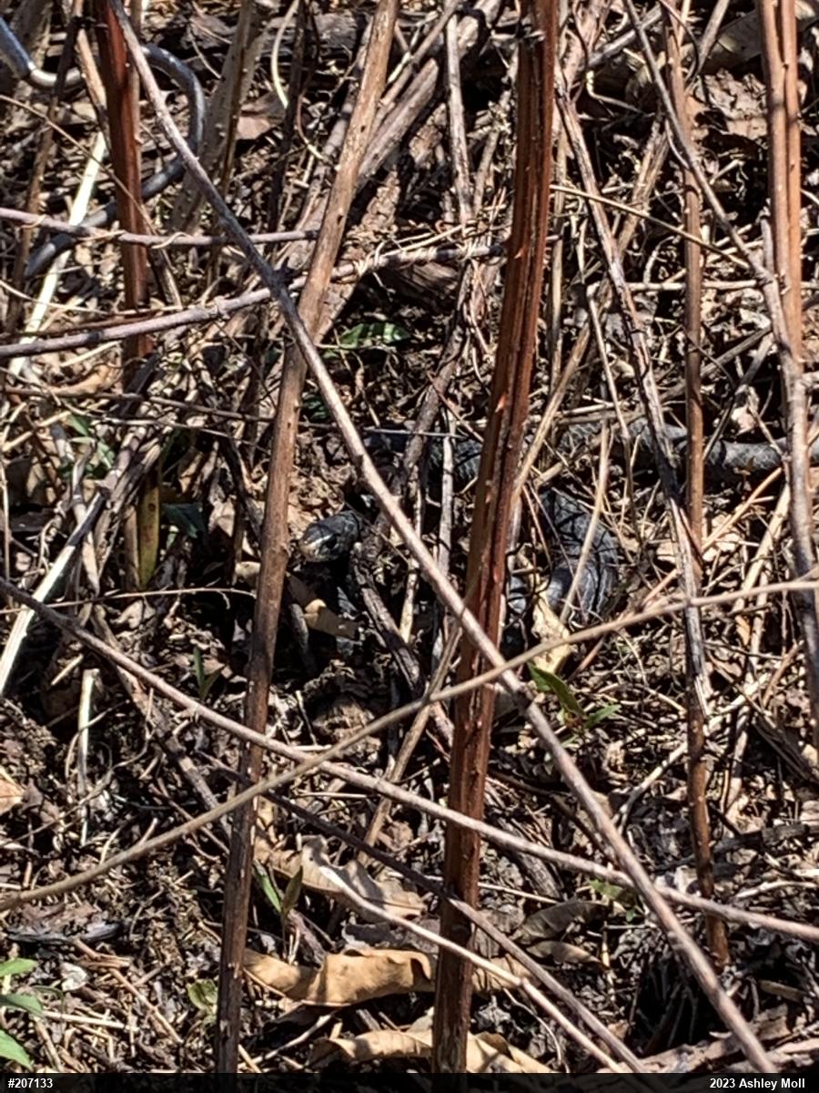 Northern Black Racer