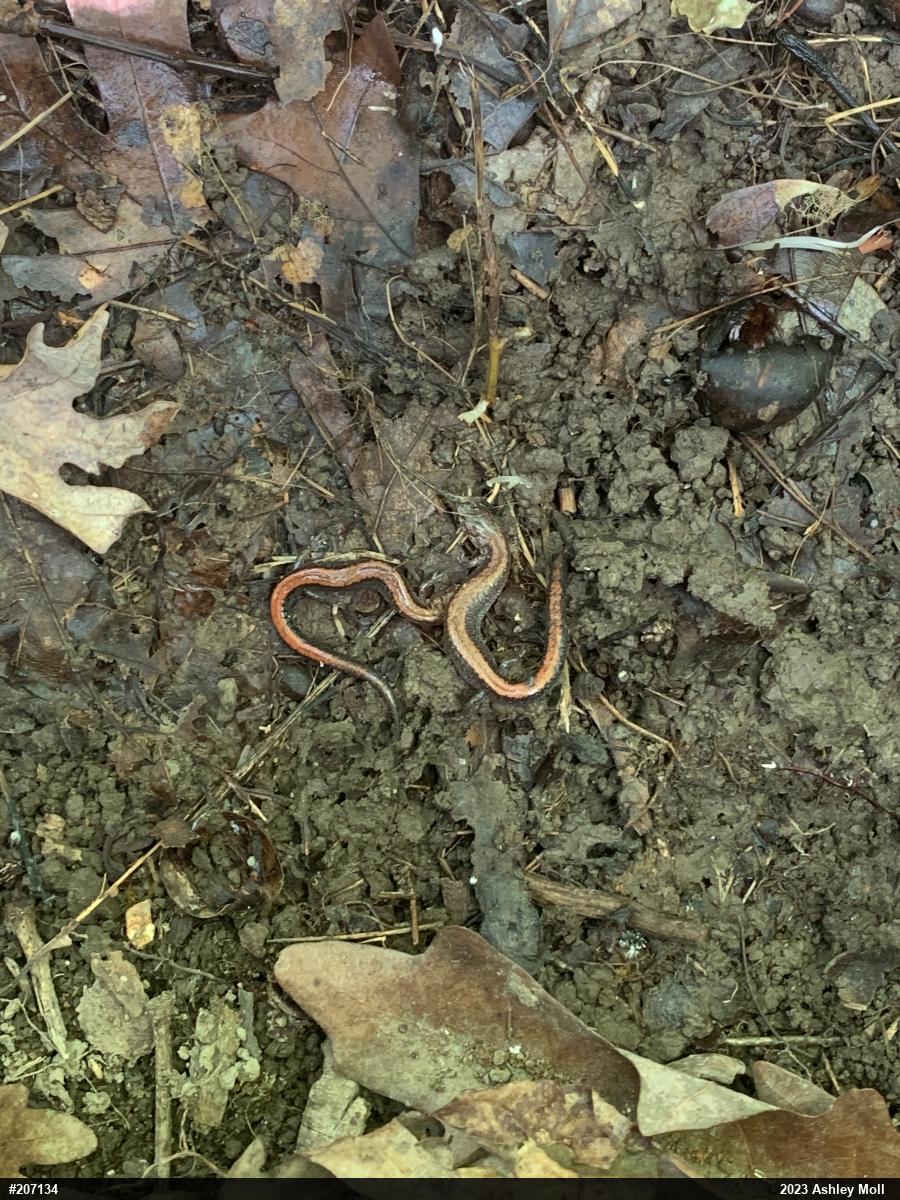 Eastern Red-backed  Salamander