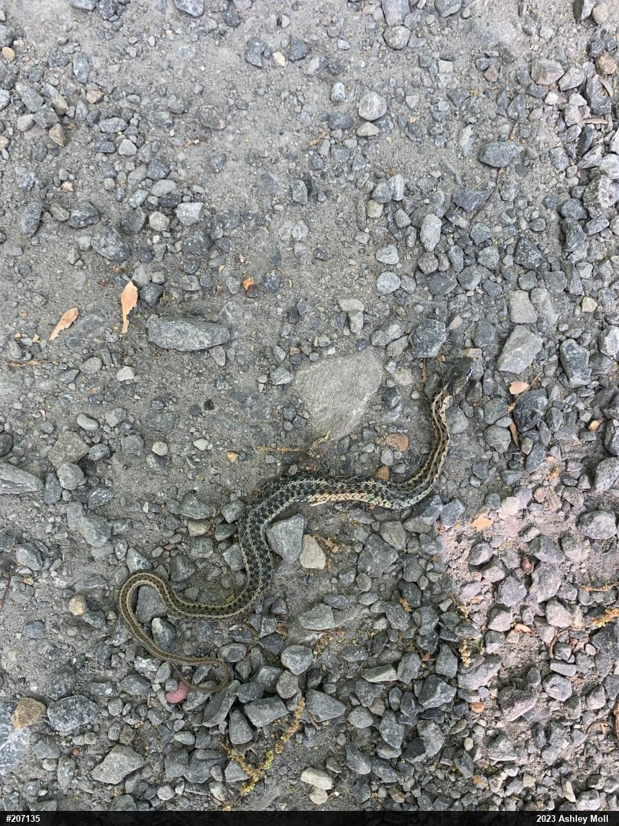 Eastern Gartersnake