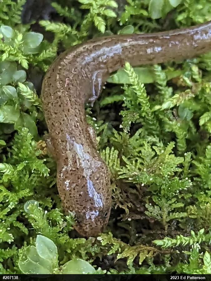 Northern Red Salamander