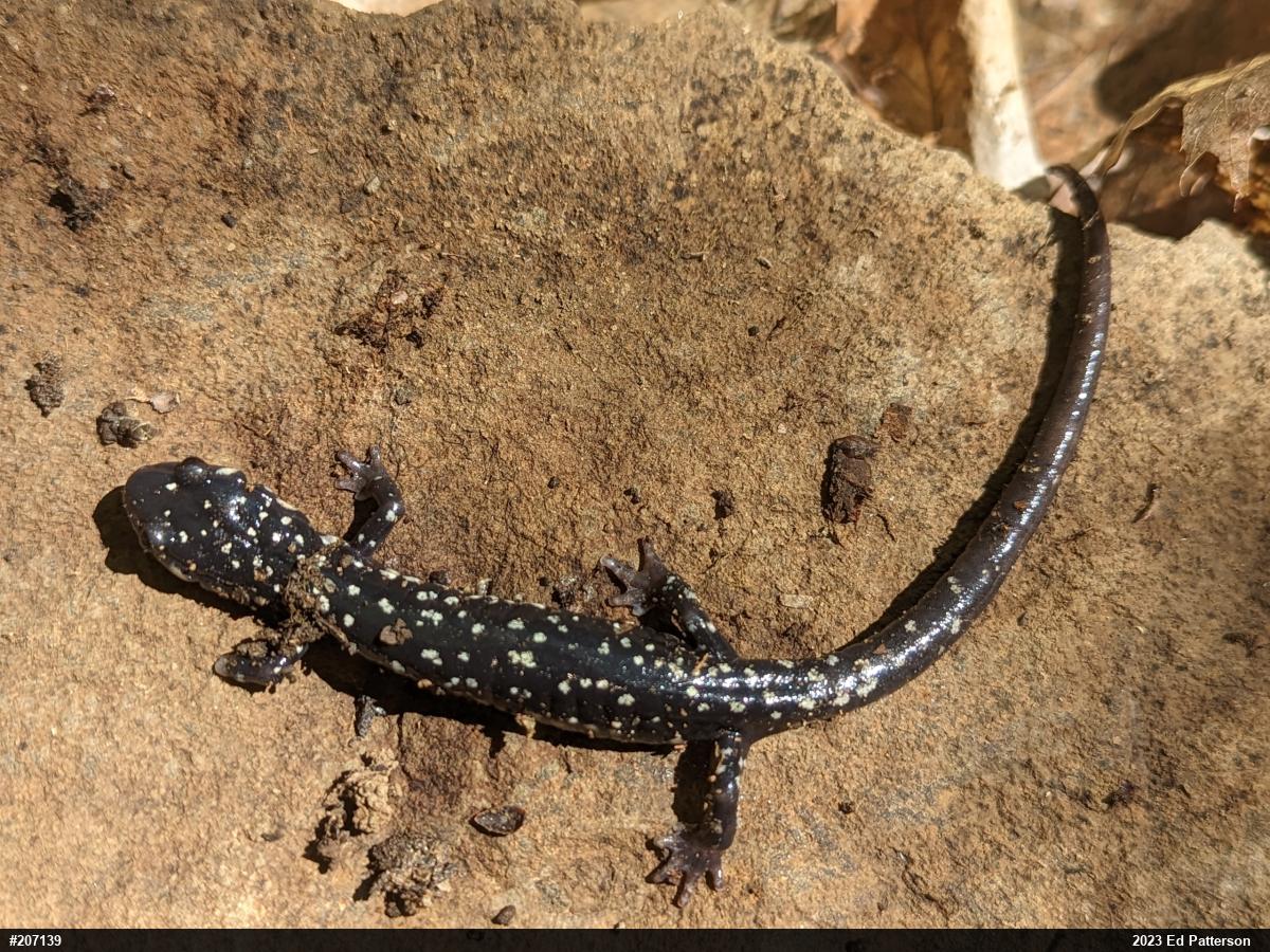 Northern Slimy Salamander