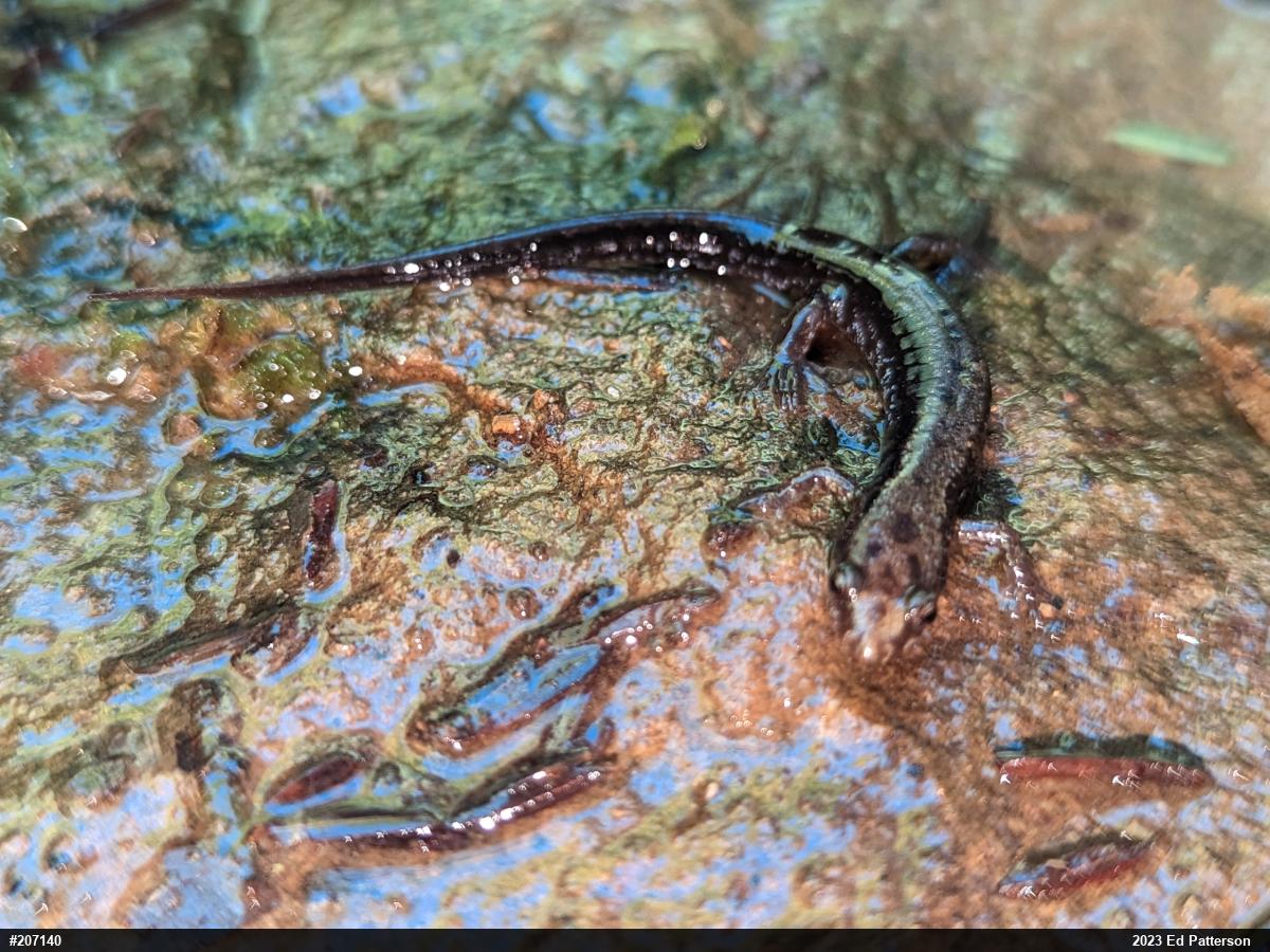 Allegheny Mountain Dusky Salamander