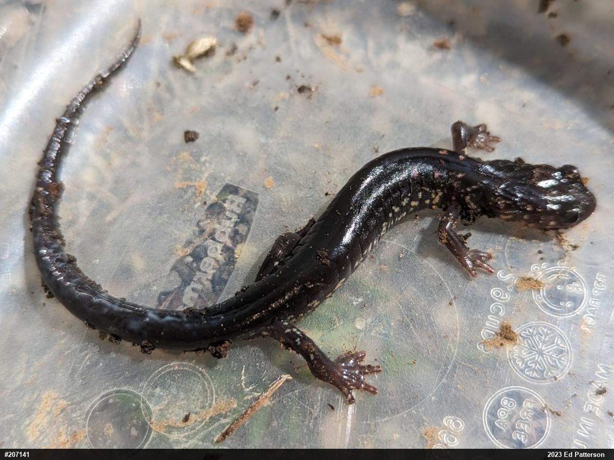Wehrle's Salamander