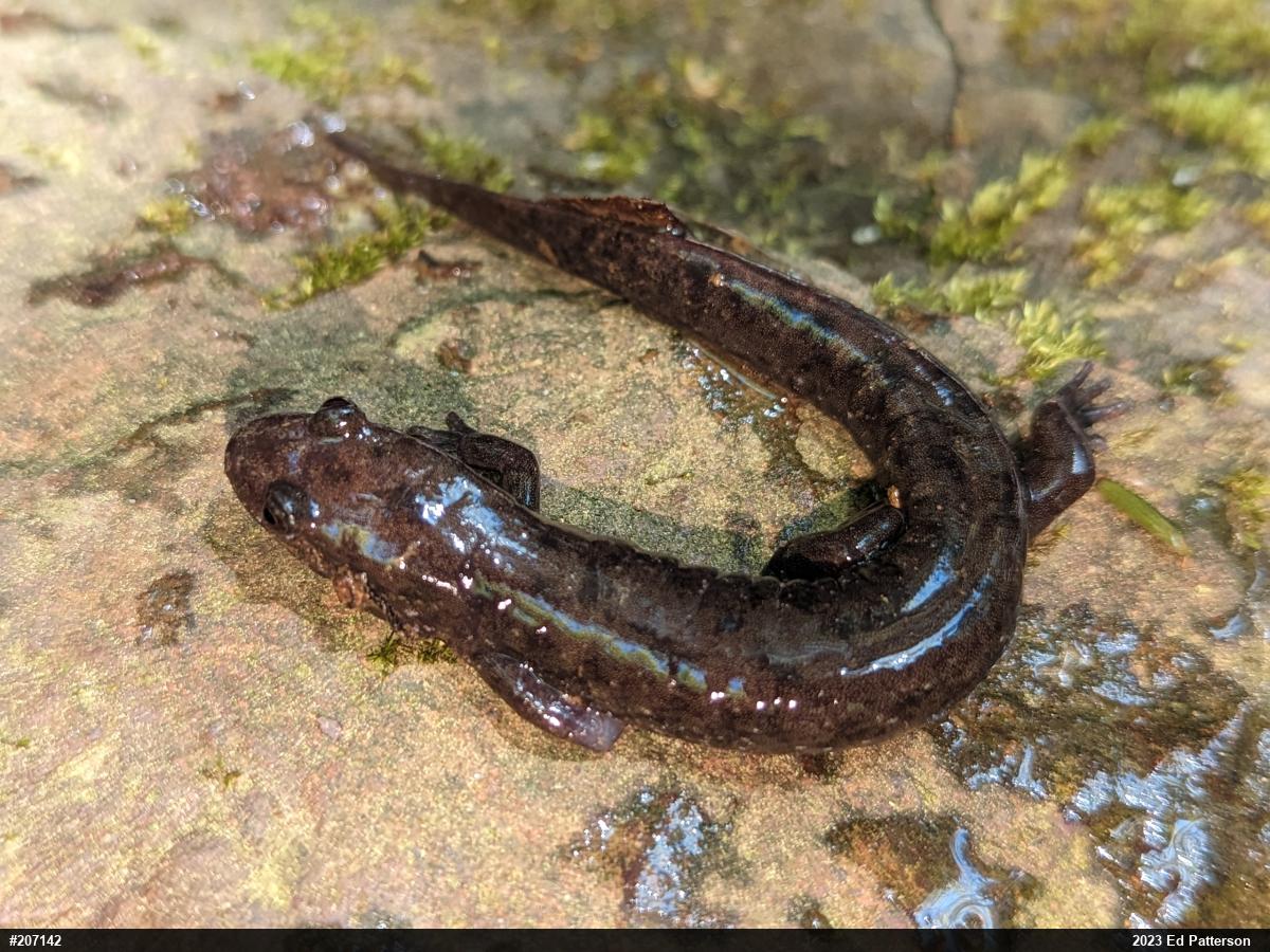 Seal Salamander