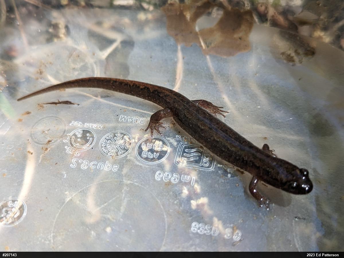 Northern Dusky Salamander