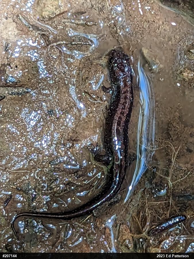 Allegheny Mountain Dusky Salamander