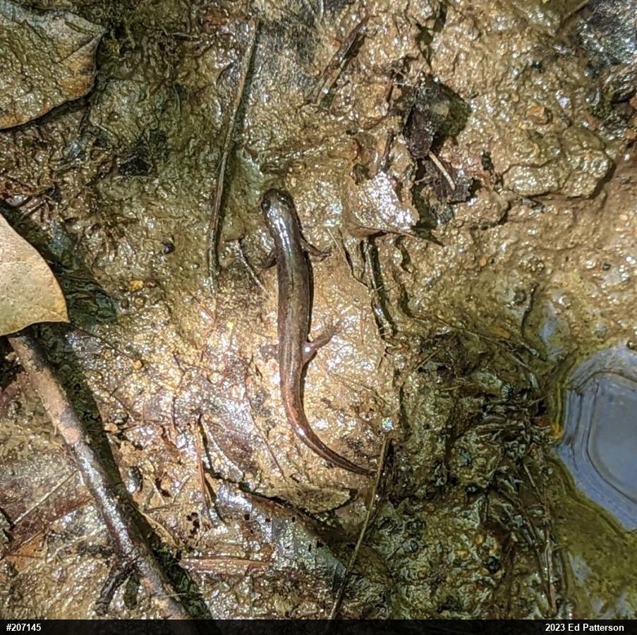 Northern Dusky Salamander