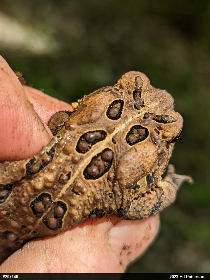 Eastern American Toad