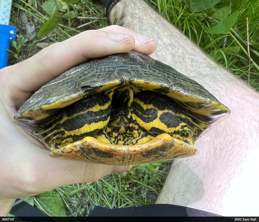 Yellow-bellied Slider