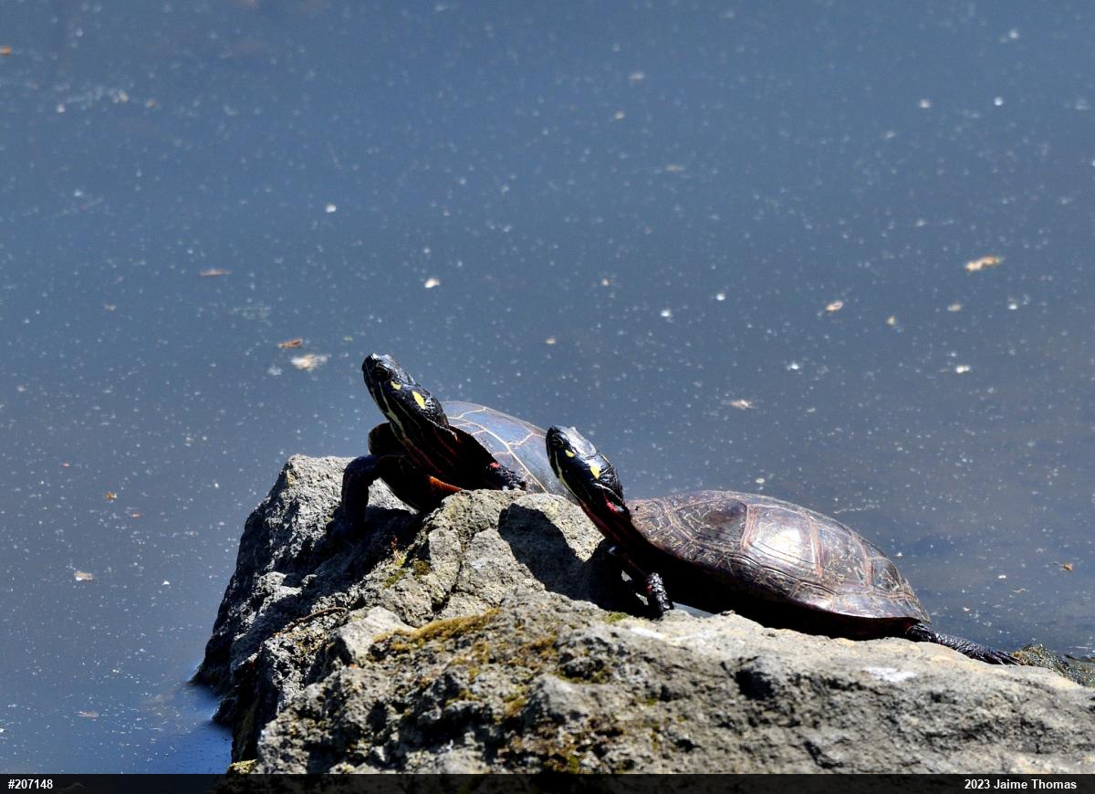 Painted Turtle