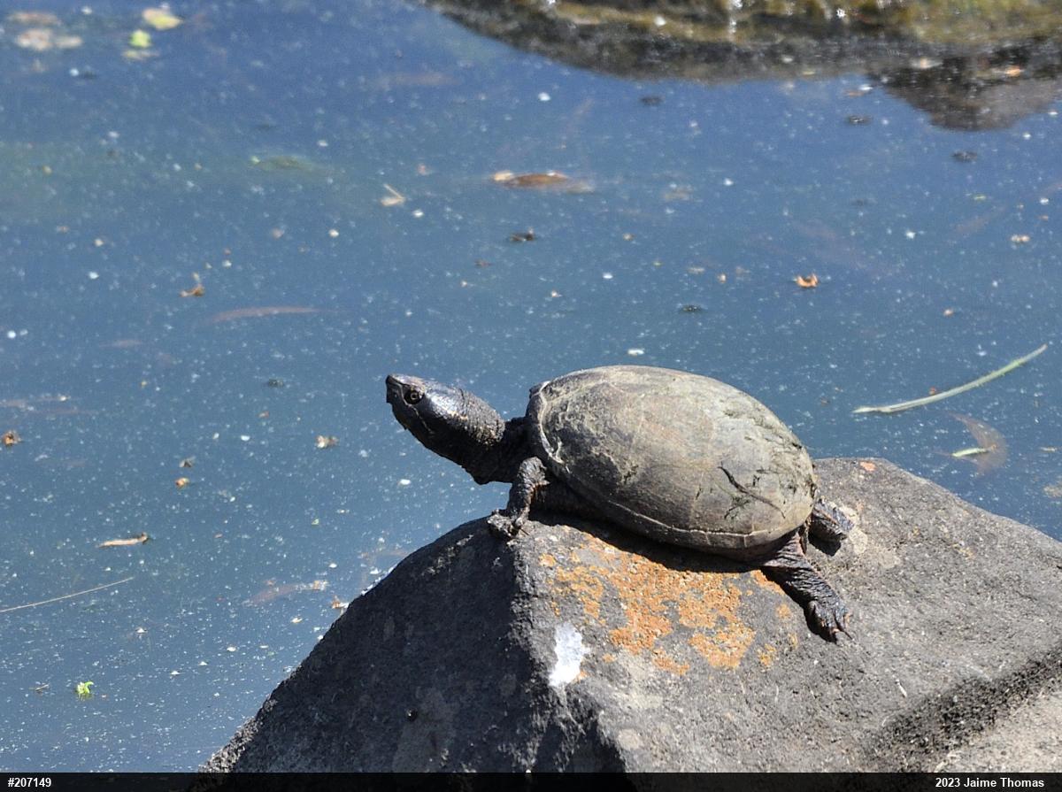 Eastern Musk Turtle