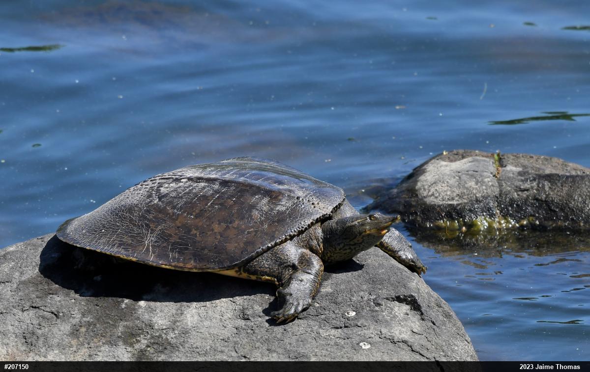 Eastern Spiny Softshell