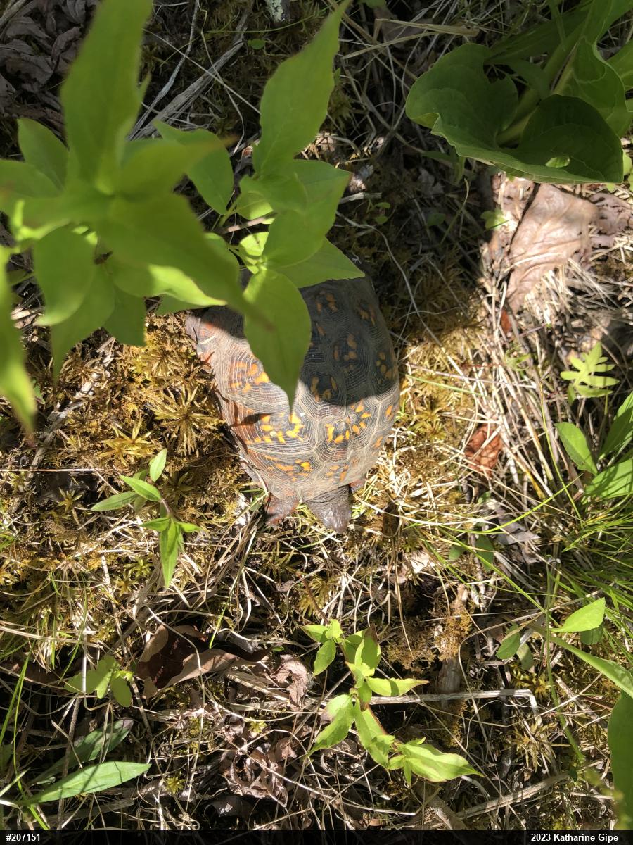 Eastern Box Turtle