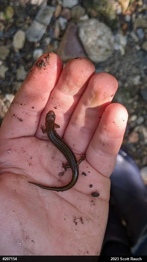 Northern Two-lined Salamander