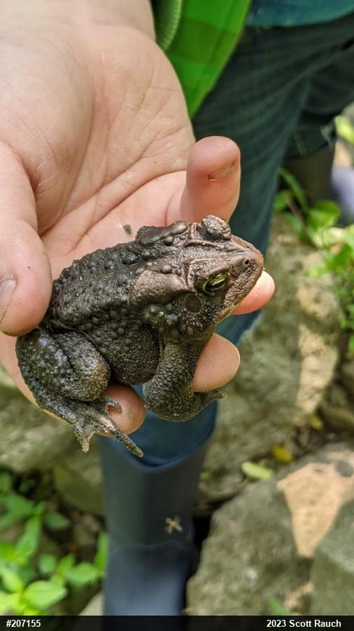 Eastern American Toad