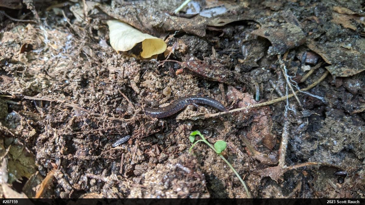 Eastern Red-backed  Salamander