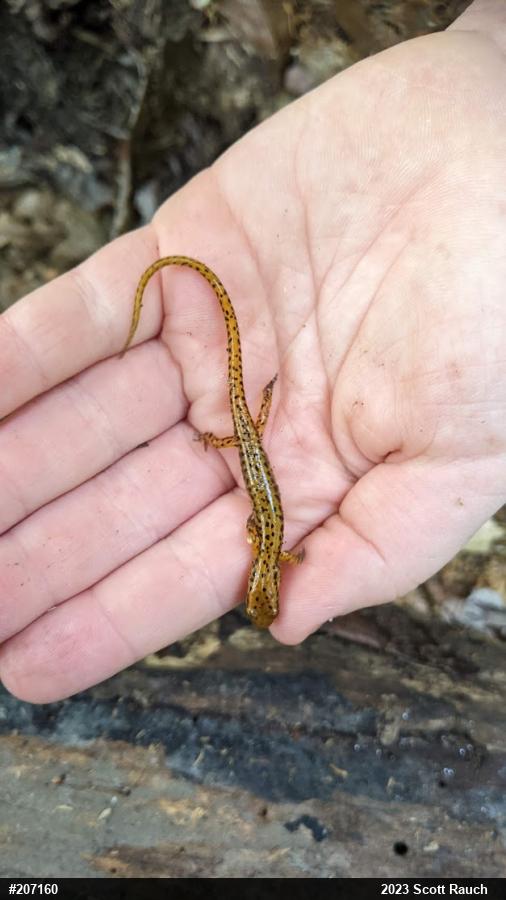 Eastern Long-tailed Salamander