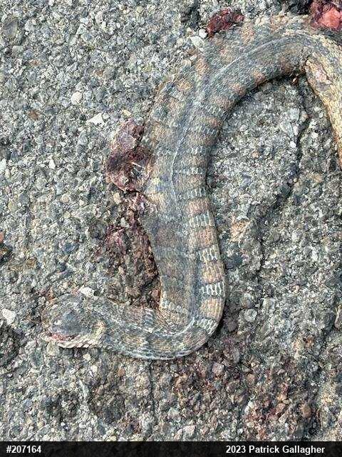 Northern Watersnake